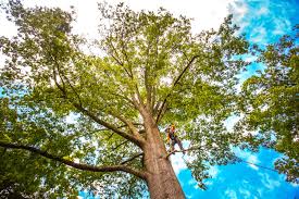 Best Palm Tree Trimming  in Point Pleasant, NJ